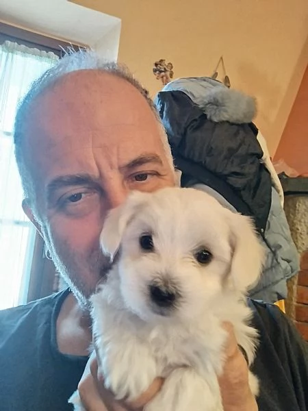 Cucciole maltesi | Foto 0