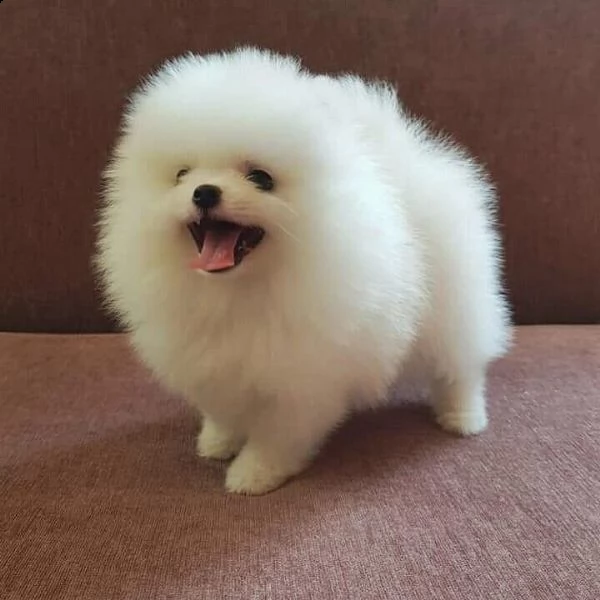 cuccioli di pomerania 393509706299