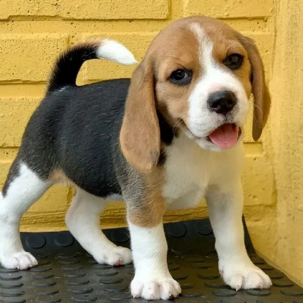   regalo beagle cuccioli meravigliosi  