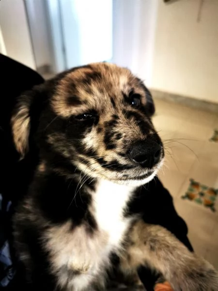 regalo cucciolo vaccinato chippato | Foto 0