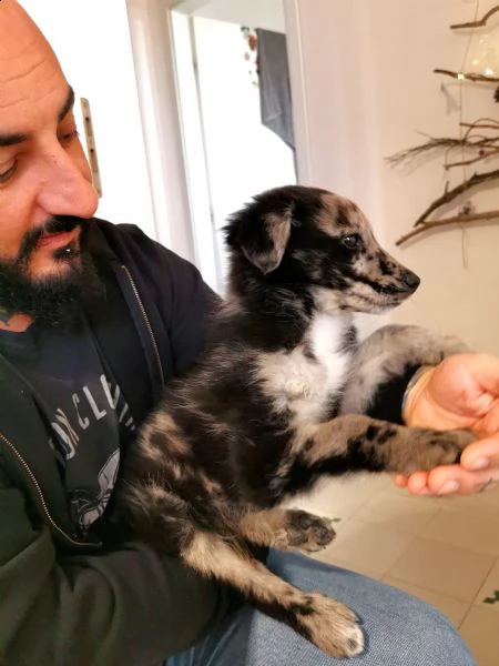 regalo cucciolo vaccinato chippato