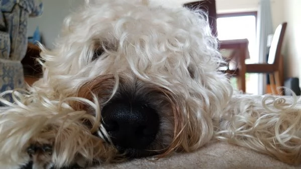soft coated wheaton terrirer