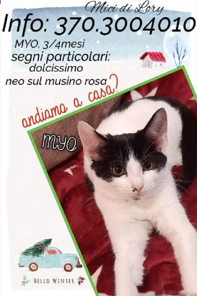 tenerissimo gattino myo ti aspetta