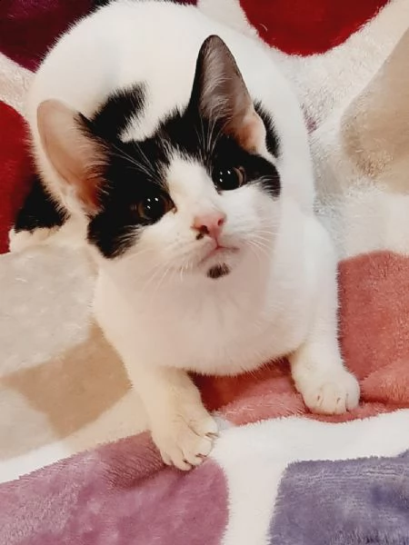 tenerissimo gattino myo ti aspetta | Foto 3