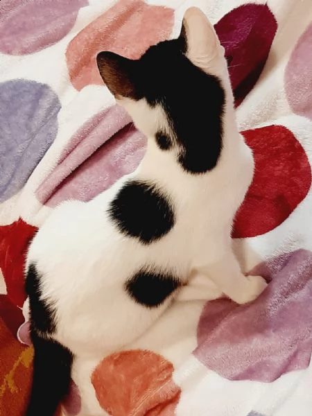 tenerissimo gattino myo ti aspetta | Foto 2