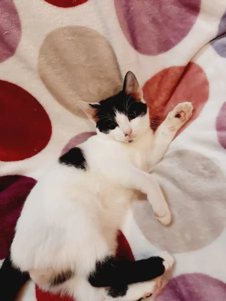 tenerissimo gattino myo ti aspetta | Foto 1