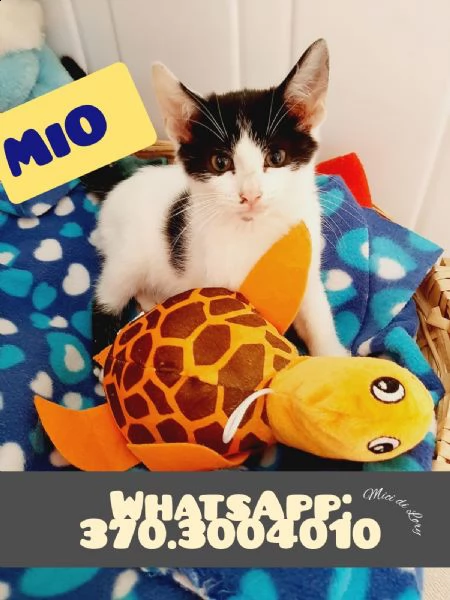 tenerissimo gattino myo ti aspetta | Foto 0
