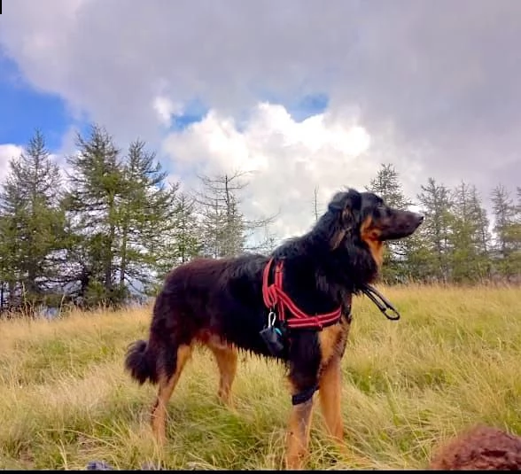 cane maschio havawart | Foto 3