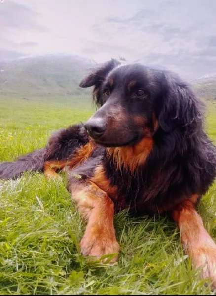 cane maschio havawart