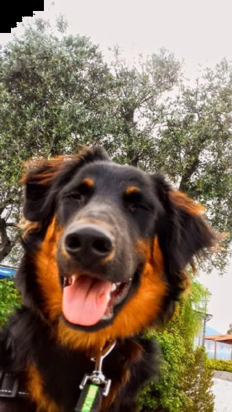 cane maschio havawart | Foto 1
