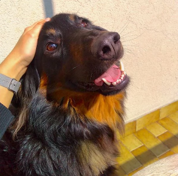 cane maschio havawart | Foto 0