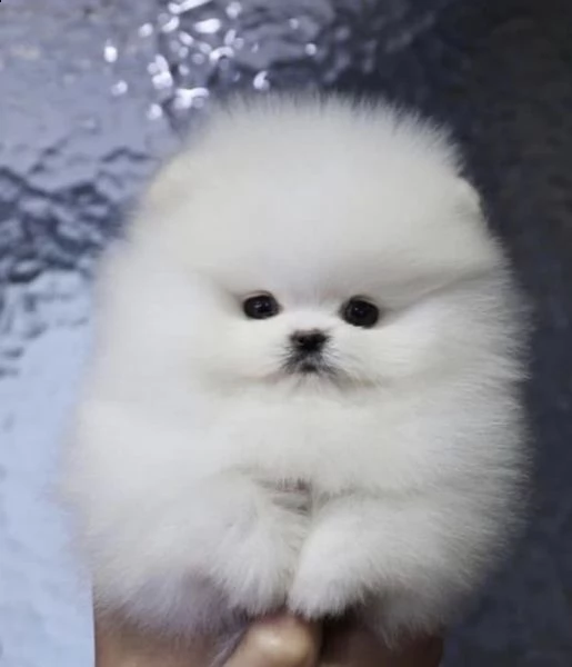 regalo  volpino pomerania mini toy | Foto 0