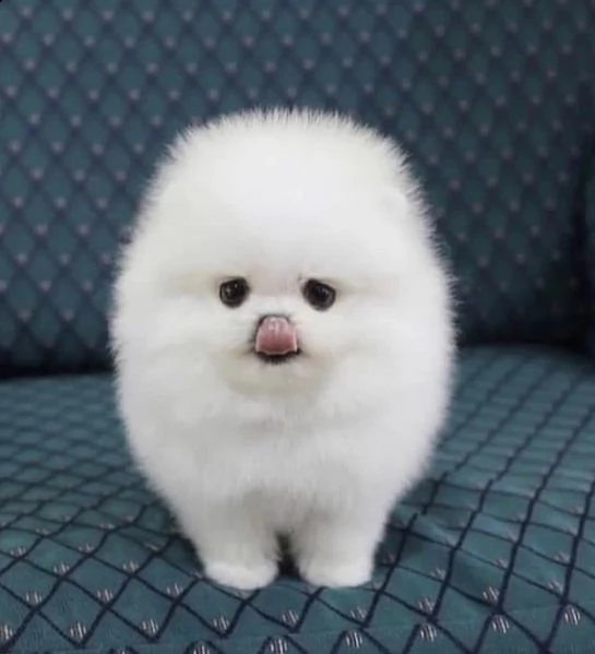 regalo  volpino pomerania mini toy