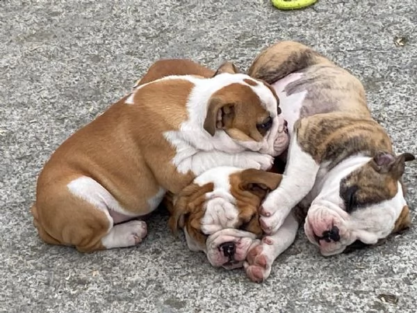 Regalo cucciolo Bulldog da Volontario a regalo bulldog inglese