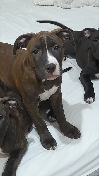 cedesi cuccioli di amstaffordshire nati il 3 settembre  | Foto 3