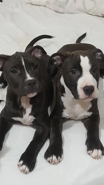 cedesi cuccioli di amstaffordshire nati il 3 settembre 