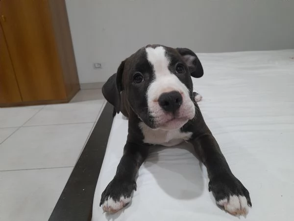 cedesi cuccioli di amstaffordshire nati il 3 settembre  | Foto 1