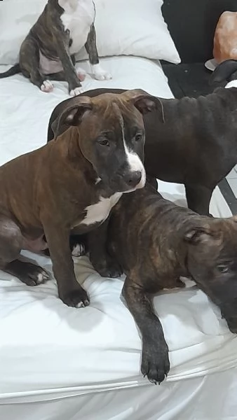 cedesi cuccioli di amstaffordshire nati il 3 settembre  | Foto 0