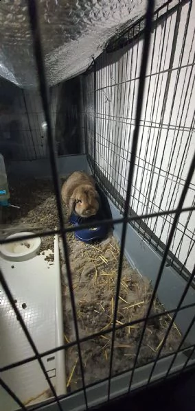 regalo 2 conigli compreso anche 2 gabbie grandi | Foto 3