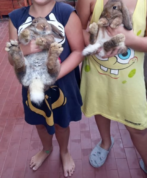 regalo 2 conigli compreso anche 2 gabbie grandi | Foto 1