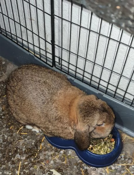 regalo 2 conigli compreso anche 2 gabbie grandi | Foto 0