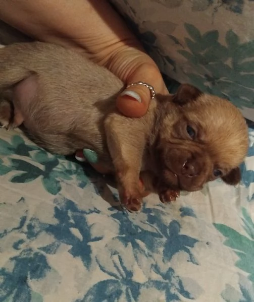 Cuccioli chihuahua  | Foto 4