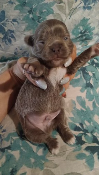 Cuccioli chihuahua  | Foto 2