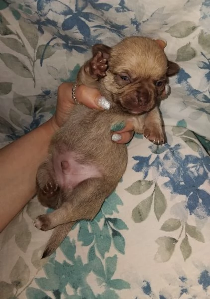 Cuccioli chihuahua  | Foto 1