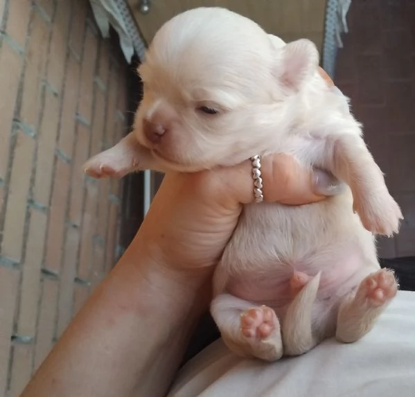 Cuccioli chihuahua  | Foto 0