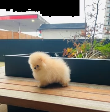 spitz cuccioli di pomerania toy | Foto 1