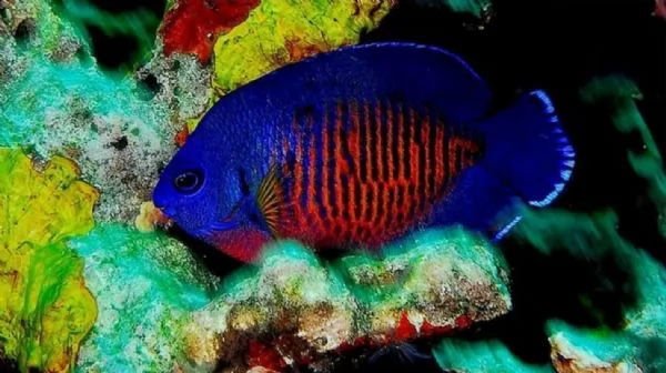pesce angelo nano