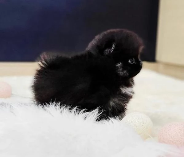 cuccioli di pomerania super mini toy. kg1,5 | Foto 1
