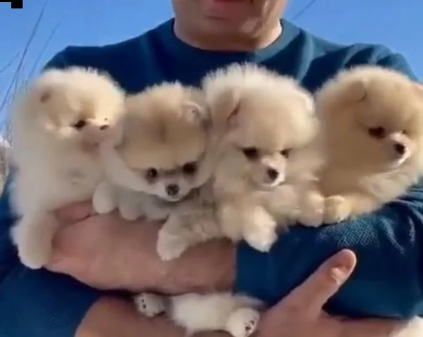 cuccioli di pomerania super mini toy. kg1,5 | Foto 0