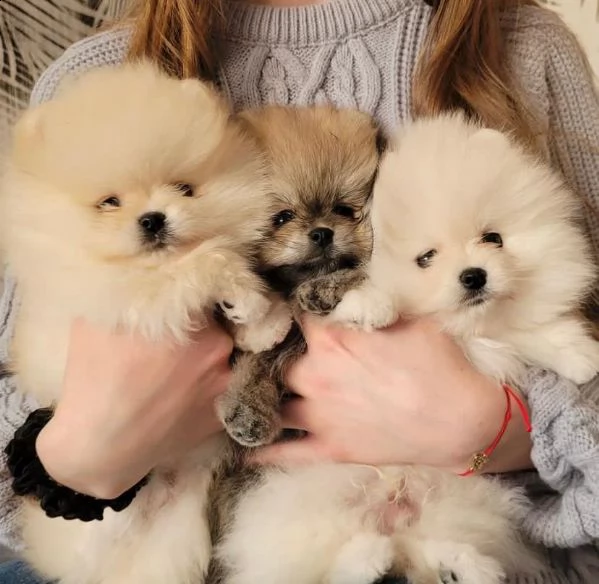 cuccioli di pomerania