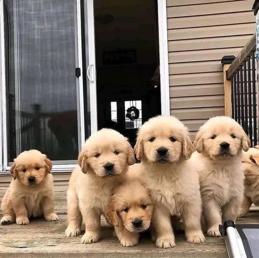 vendo bellissimi cuccioli di golden retriever | Foto 0