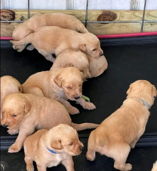 cuccioli di golden retriever ben addestrati per nuove case | Foto 0