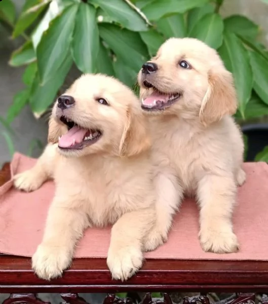 simpatici cuccioli di golden retriever per natale