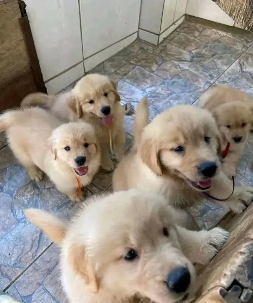 simpatici cuccioli di golden retriever per natale | Foto 0