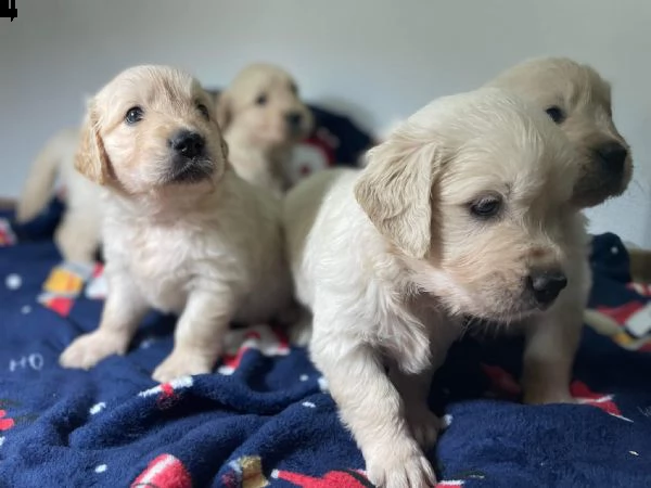 cuccioli di golden retriever con pedigree e lastre depositate 