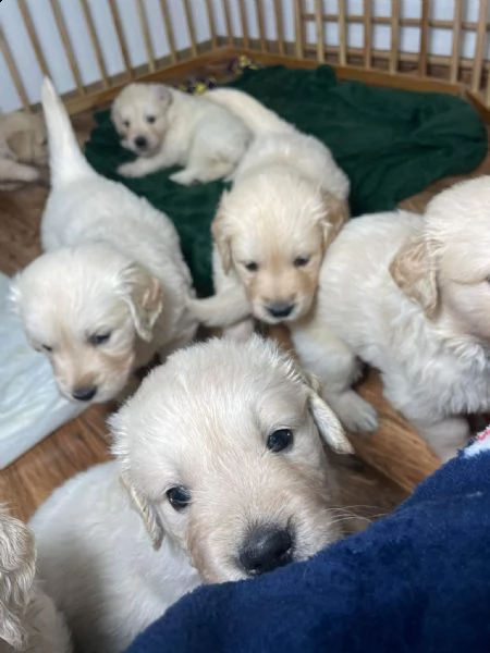 cuccioli di golden retriever con pedigree e lastre depositate  | Foto 0
