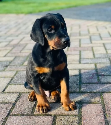cuccioli di dobermann 