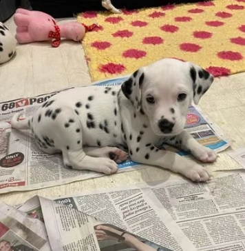 cuccioli di dalmata maschio e femmina