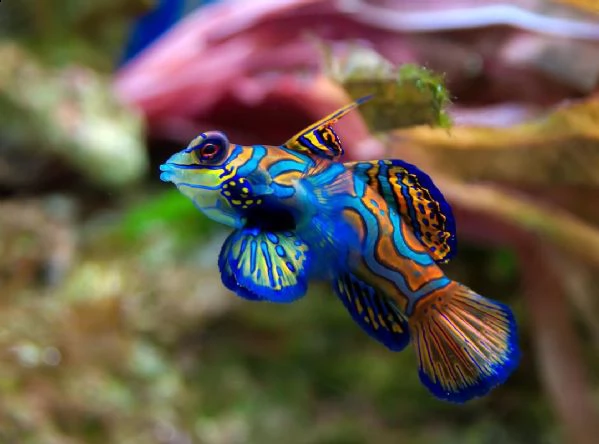 pesci coloratissimi