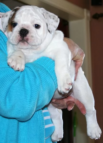 disponibili cuccioli di bulldog inglese | Foto 1