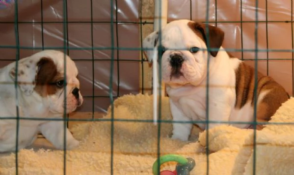 disponibili cuccioli di bulldog inglese