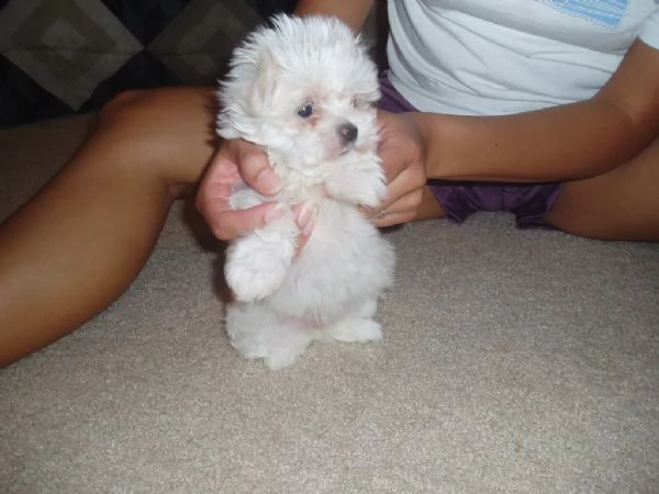 cuccioli disponibili  maltese mini toy  | Foto 0