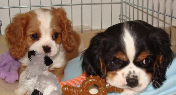 cavalier king cuccioli blenheim | Foto 0