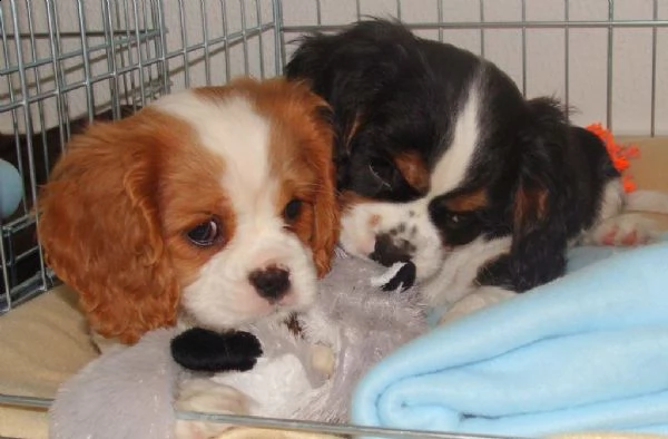 cavalier king cuccioli blenheim