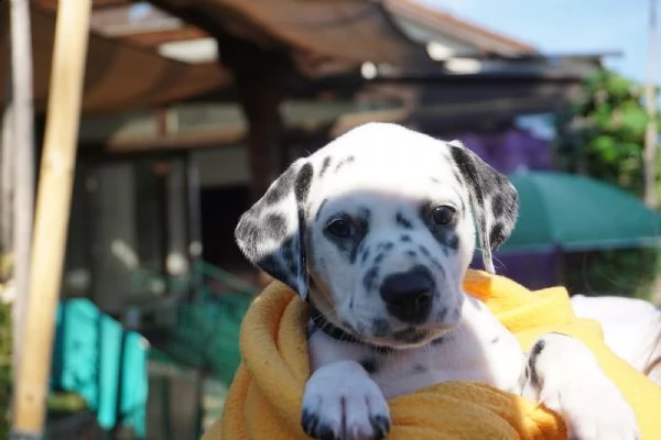 meravigliosa cucciolata di dalmata  | Foto 0