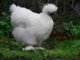 galline varie